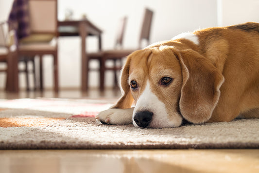 Why Air Conditioning is Essential for Your Pet’s Comfort When You’re Away