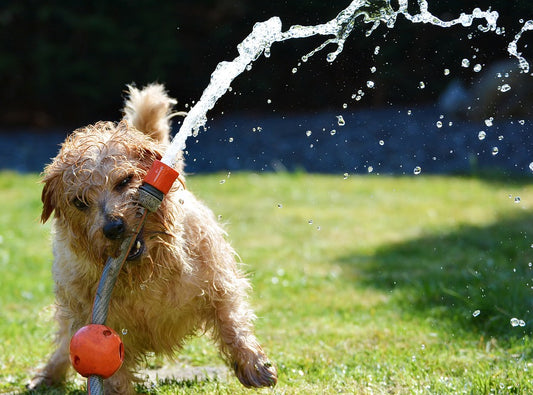 Summer is Here - Keep your Pets Cool & Happy!